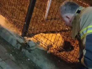 Parkın Koruma Tellerine Sıkışan Köpeği İtfaiye Kurtardı