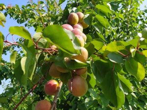 Kayısının Kilosu 8 Liraya Düştü