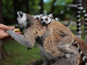Lemur Ailesine Katılan 6 Yavru Annesinin Sırtından İnmedi