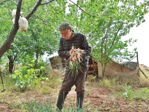 76 Yaşında Arı Gibi Çalışıyor, Gençlere Taş Çıkartıyor