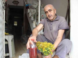 Aydın’da, Asırlık Gelenekle Kantaron Yağı Yapım Sezonu Başladı
