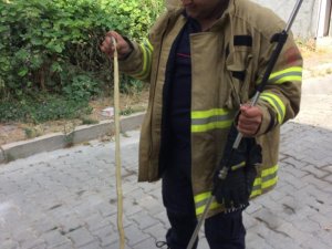 Bandırma’ Da Cadde Üzerinde Gezen Yılan İtfaiye Ekiplerince Yakalandı