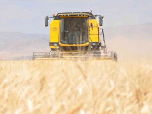 Mardin’de Sulu Tarım Arazilerinde Buğday Rekoltesi Sevindiriyor