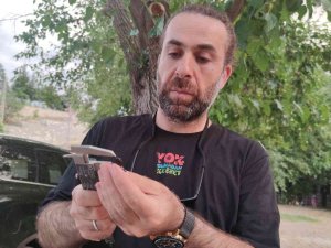 Ateş Semenderinin Popülasyonu İnceleniyor