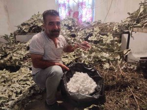 Batman’da İpek Böceği Besicilerinin Koza Hasadı Başladı