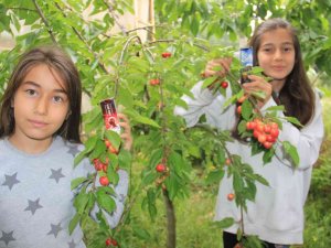 Hbx Ar-ge Kirazı Çekirdeği Ve Sapıyla Birlikte İnceledi, Nörodejenetif Hastalıklarda Kullanılabileceğini Açıkladı