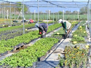Balıkesir’i Türkiye’nin Tıbbi Aromatik Bitki Üretim Üssü Haline Gelecek