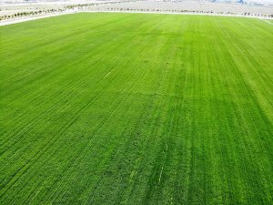 Konya’da Yağışlar Rekolteyi Arttırıyor