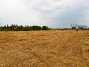 Tarsus Belediyesi, Hayvan Üreticilerine 22 Ton Saman Balyası Dağıtacak