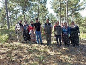 Altıntaş Ormanlarında Gençlik Bakım Çalışması