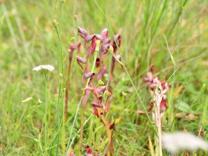 Bahçedeki ‘Beyaz Altın’ı Kaçak Topladılar