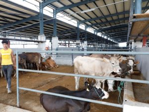 İ̇negöl Hayvan Pazarında Kurbanlıklar Satışa Çıktı