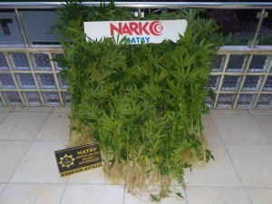 Hatay’da Uyuşturucu Operasyonu