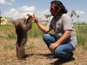 Sevimli Ayı ‘Haçuvan’ İle Ayrılık Zamanı