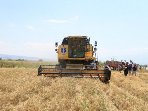 Pamukkale Belediyesi İlk Buğday Hasadını Gerçekleştirdi