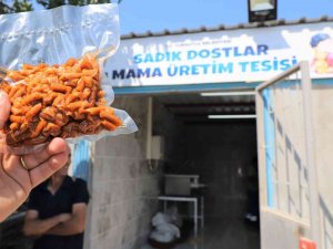 Atık Gıdalar Sokak Hayvanları İçin Mamaya Dönüşecek