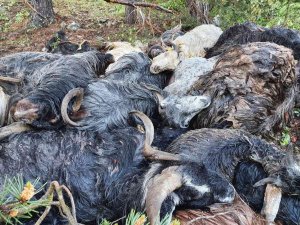 Keçi Sürüsünün Üzerine Yaylada Yıldırım Düştü: 43 Keçi Telef Oldu