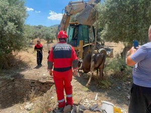 Foseptik Çukuruna Düşen İnek Kurtarıldı