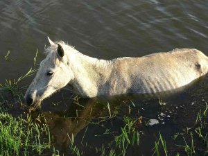 Dereye Düşen At 3 Gün Sonra Kurtarıldı