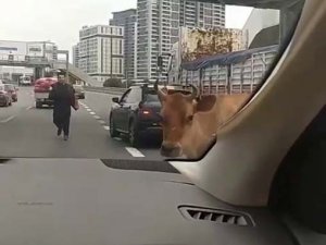 E-5 Karayolu’na Çıkan İnekler Trafiği Karıştırdı