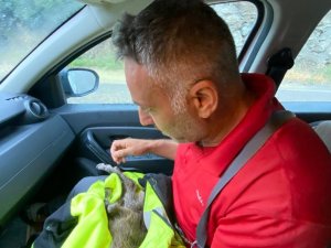 Doğa Fotoğrafçısı Yeni Doğan Dağ Keçisini Hayatta Tutmak İçin Her Yolu Denedi