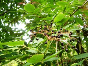İ̇zmir Tarımında Bir İlk: Kara Mürver Doğal Gübre İle Büyüyecek