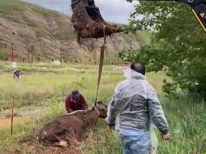 Çamura Saplanan İnek İş Makinesi İle Kurtarıldı