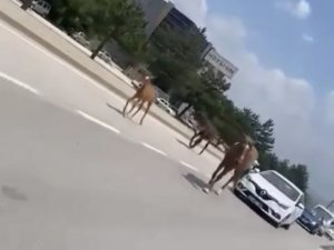 Bursa’da Başıboş Atlar Trafiği Felç Etti