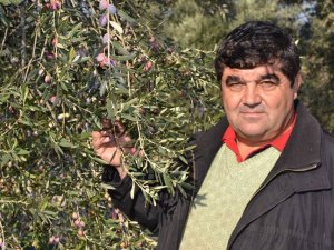 Ayvalık Zeytinine Platin Ödül