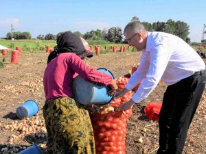 Karacabey’de Soğan Hasadı Bereketli Başladı