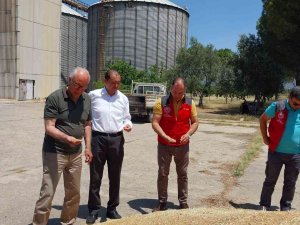 Milas Tmo Hububat Alımlarına Başladı