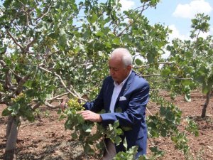 Siirt’te Aracılar Piyasadaki Fıstığı Toplayıp Fiyatı Arttırıyor