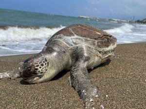 Hatay’da Ölü Caretta Caretta Sahile Vurdu