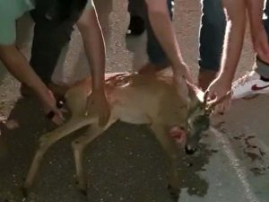 Otomobilin Çarptığı Karacanın Yardımına Avcılar Koştu