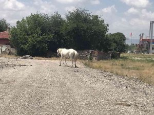 Eskişehir’de Başıboş At Sorununa Çözüm Bulunamıyor