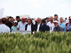 Konya’da Tarla Günü’nde Yeni Hububat Çeşitleri Tanıtıldı