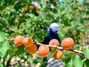 Denizli’de Erkenci Kayısı Hasadı Başladı