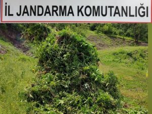 Kendiliğinden Yetişen 5 Bin 340 Kök Kenevir Bitkisi İmha Edildi
