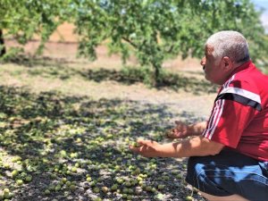 Kayısıyı Bu Kez Dolu Vurdu