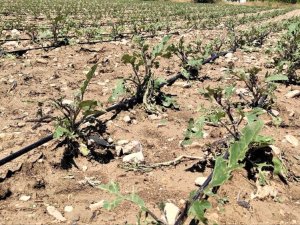 Dolu Yağışı Tarım Alanlarında Zarara Neden Oldu