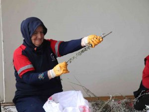 Hasadı Yapılan Ada Çayı Ayıklanıyor