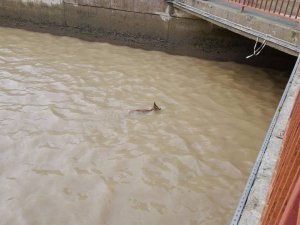 Hes Havuzuna Düşen Karaca Kurtarıldı