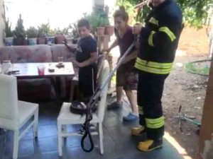 Zehirli Engerek Yılanı Doğaya Salındı