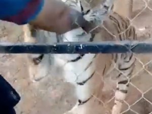 Meksika’da Bakıcısı Olduğu Kaplanın Saldırısına Uğrayan Kişi Öldü