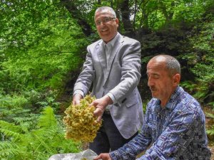 Bursa’nın Dünyaca Ünlü Ihlamur Ormanlarında Hasat Başladı