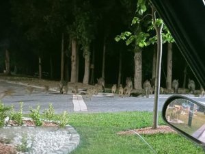 Piknik Alanını Basan Domuzlar Üredi