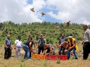 Çiftçilerin Korkulu Rüyasıydı, Biyolojik Mücadele İçin Keklik Bırakıldı