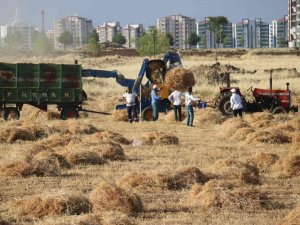 Diyarbakır’da Milyonluk Siteler Arasında ‘İmece’ Usulü Hasat