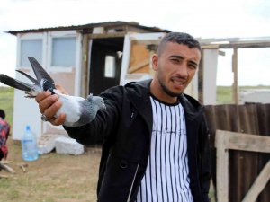 Güvercinleri Çaldılar, Suçu Tilkiye Attılar