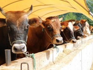 Zincir Marketlerde Kurbanlık Satışı Başlıyor